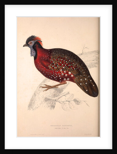 Tragopan Satyrus, Crimson Horned Pheasant by Elizabeth Gould and John Gould