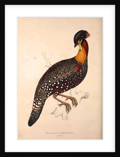 Tragopan Hastingsii (male) by Elizabeth Gould and John Gould