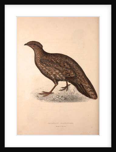 Tragopan Hastingsii (female) by Elizabeth Gould and John Gould