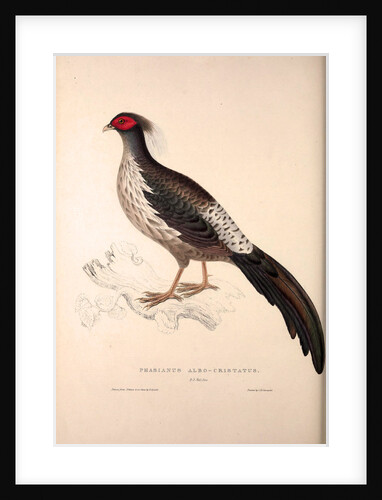 Phasianus Albo-Cristatus, Pheasant by Elizabeth Gould and John Gould