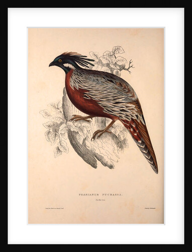 Phasianus Pucrasia (male), Perdix chukar by Elizabeth Gould and John Gould