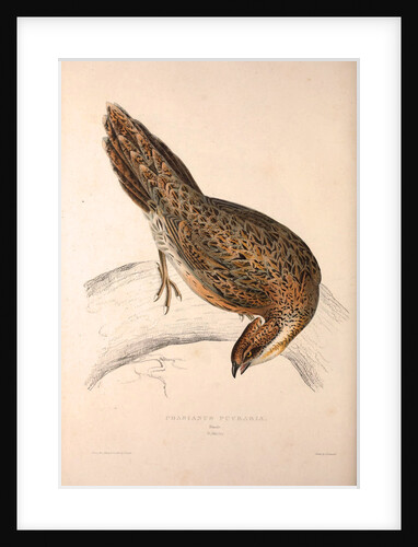 Phasianus Pucrasia (female), Perdix chukar by Elizabeth Gould and John Gould