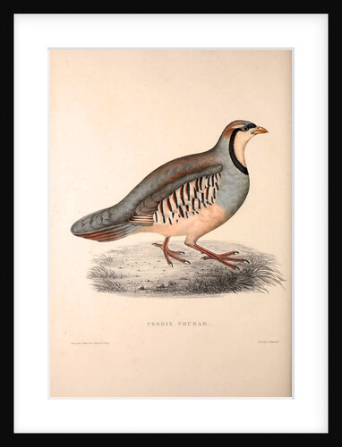 Perdix Chukar, Chukar Partridge. Eurasian upland gamebird in the pheasant family Phasianidae. by Elizabeth Gould and John Gould