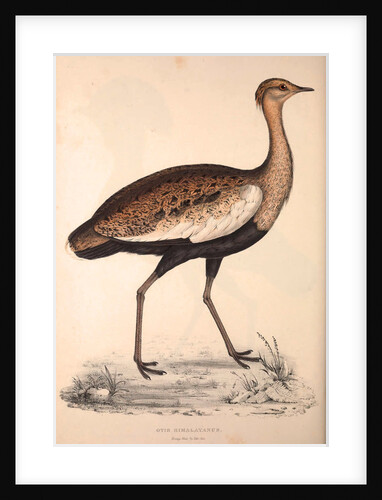 Otis Himalayanus (young male) or Delicious Bustard, Otis deliciosa by Elizabeth Gould and John Gould