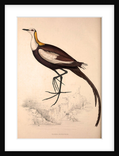 Parra Sinensis, Pheasant-Tailed Jacana.A jacana in the monotypic genus Hydrophasianus by Elizabeth Gould and John Gould
