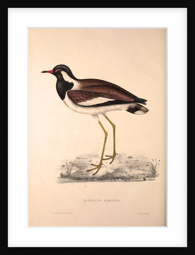 Vanellus Goensis, Plover or Northern Lapwing by Elizabeth Gould and John Gould