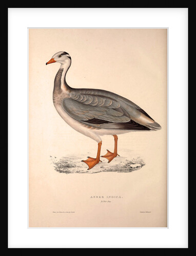 Anser Indica, Bar-headed Goose by Elizabeth Gould and John Gould
