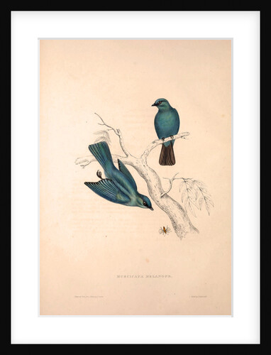Muscicapa Melanops by Elizabeth Gould and John Gould