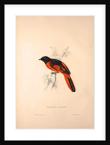 Muscipeta Princeps by Elizabeth Gould and John Gould