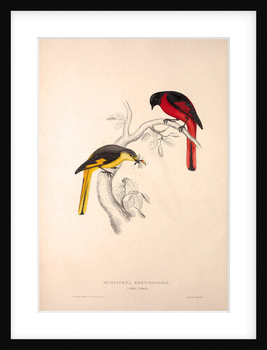 Muscipeta Brevirostris by Elizabeth Gould and John Gould