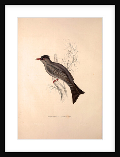 Hypsipetes Psaroides, Black Bulbul by Elizabeth Gould and John Gould