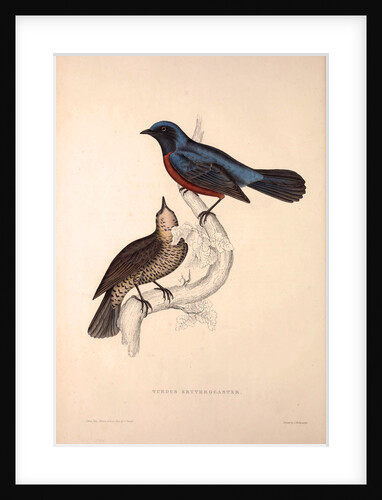 Turdus Erythrogaster by Elizabeth Gould and John Gould