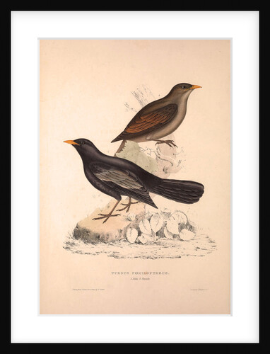 Turdus Poecilopterus, Aztec Thrush by Elizabeth Gould and John Gould