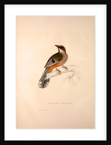 Cinclosoma Variegatum by Elizabeth Gould and John Gould