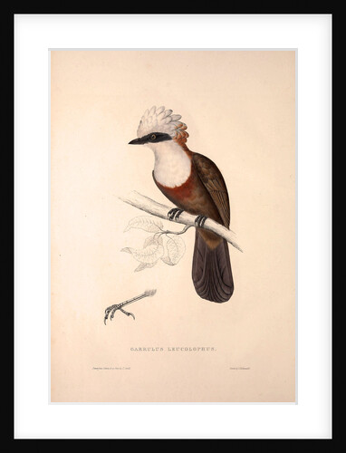 Garrulus Leucolophus, White-crested Laughingthrush by Elizabeth Gould and John Gould