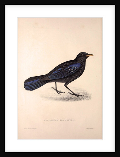 Myophonus Temmenckii by Elizabeth Gould and John Gould