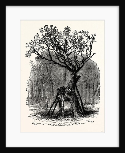 The Greendale Oak by Anonymous