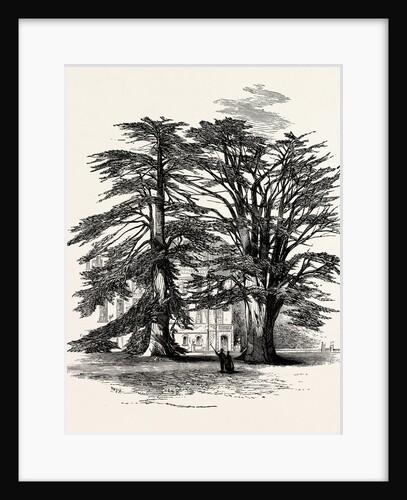 The Cedars, Wilton House by Anonymous