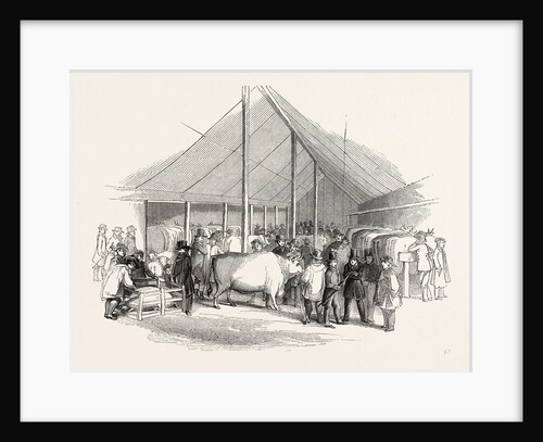 Cattle Show, London by Anonymous