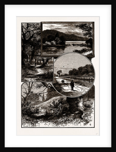 Views In Epping Forest by Anonymous