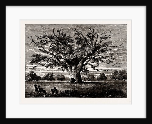 Fairlop Oak, 1800 by Anonymous