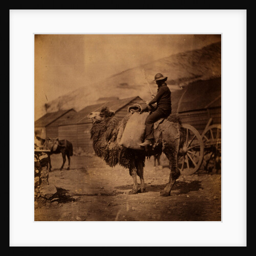 Dromedary, Crimean War by Roger Fenton