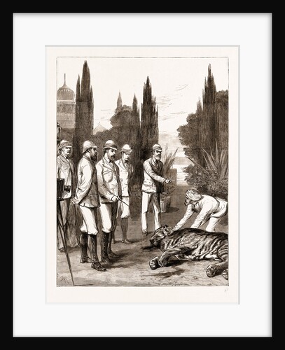 The Prince Of Wales's First Tiger: Jeypore, India by Anonymous