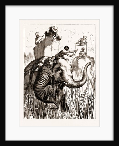The Prince Of Wales Hunting In The Terai: One Of The Suite At Close Quarters, 1876 by Anonymous