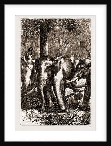 The Prince Of Wales Hunting In The Terai: The Captive Monarch, 1876 by Anonymous