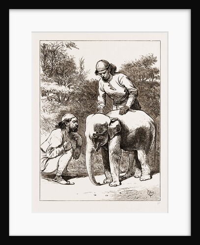 The Smallest Elephant In Camp by Anonymous