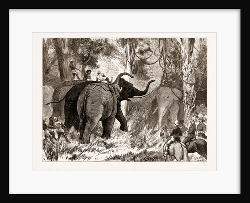 Binding A Wild Elephant by Anonymous
