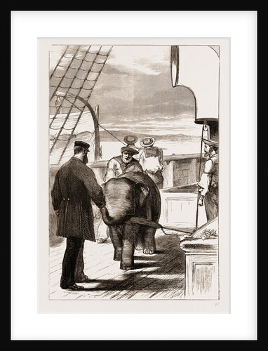Utilising The Baby Elephant, 1876 by Anonymous
