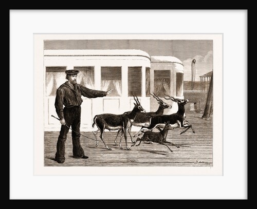 The Prince Of Wales's Indian Presents: Antelopes At Exercise by Anonymous