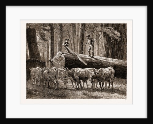 California: Logging: The Cross-cut Sawyer, US by Anonymous