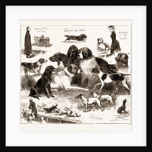 The Dog Show At The Crystal Palace, London by Anonymous