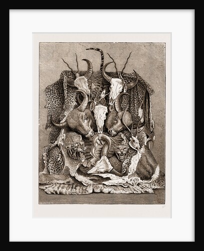 The Wild Game Of Asia, Hunting Trophies by Anonymous