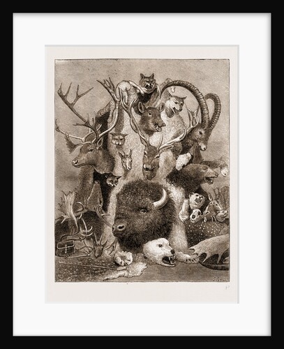 The Wild Game Of Europe, Hunting Trophies by Anonymous