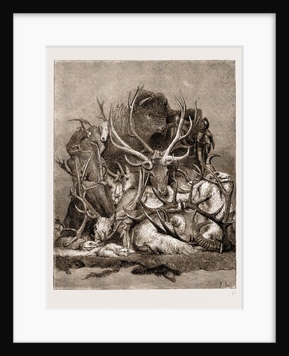The Wild Game Of America, 1876 by Anonymous