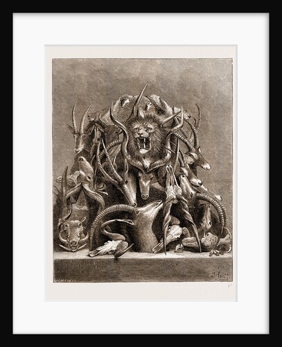 The Wild Game Of Africa, Hunting Trophies by Anonymous