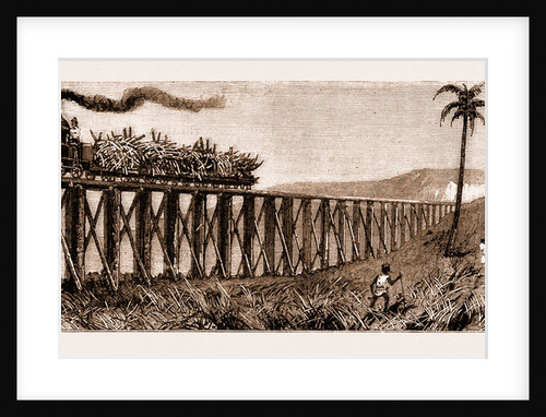 Carrying Sugar Cane On The Pioneer Plantation, Mackay by Anonymous