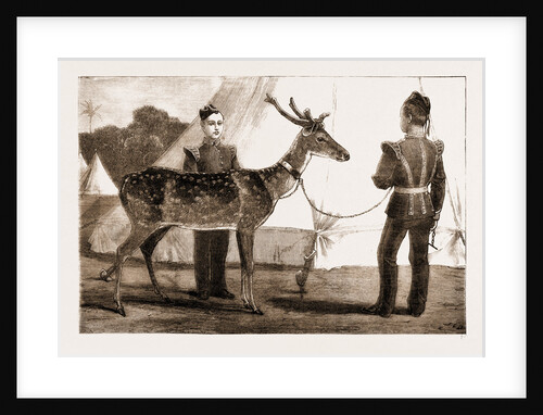Billy, The Pet Deer Of The Prince Of Wales's Own (west Yorkshire Regiment) by Anonymous