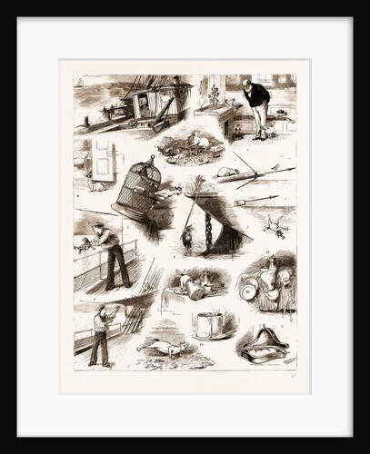 The Nautical Adventures Of A Cat by Anonymous