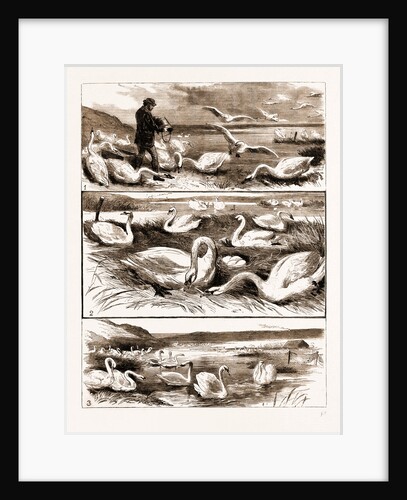 Lord Ilchester's Swannery by Anonymous