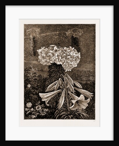 A Bermudian Easter Lily (145 Blossoms On One Stem), 1883 by Anonymous