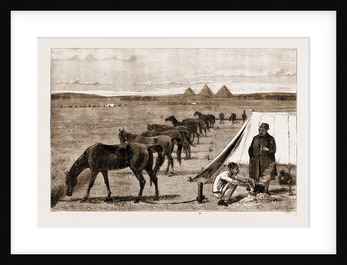 Cavalry Horses At Grass, Cairo by Anonymous