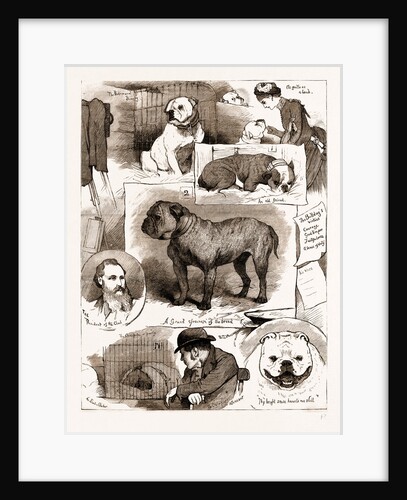 Notes At The Bulldog Club Show, 1883 by Anonymous