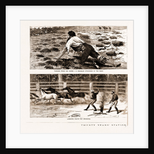 Thrown From His Horse, A Disabled Stockman In The Bush, And Lassoing Colts For Branding, New South Wales by Anonymous
