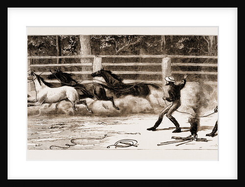 Lassoing Colts For Branding, New South Wales, Australia, 1883 by Anonymous