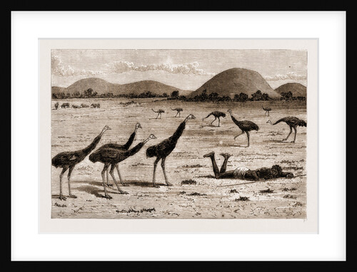 A Native Black Stalking Emeu, New South Wales, Australia, 1883 by Anonymous