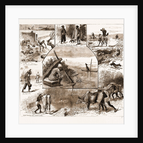 Some Indian Sporting Notes, 1883; The Bait Ready, Quail Snaring With Trained Cattle, Jackal Hunting, Washerman At Work by Anonymous